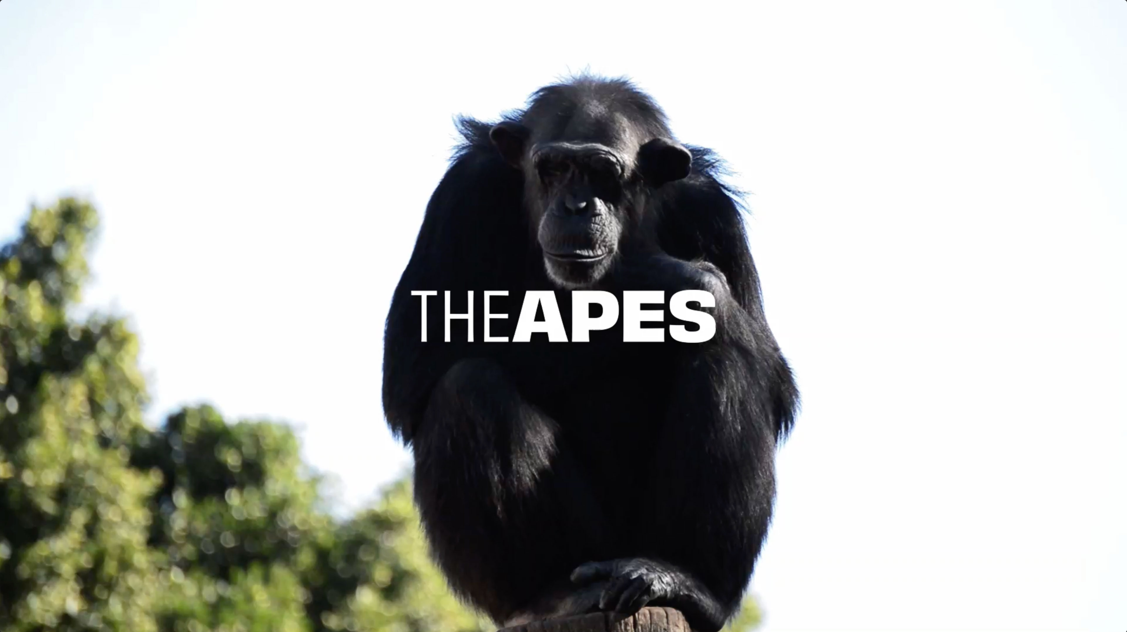 The Apes